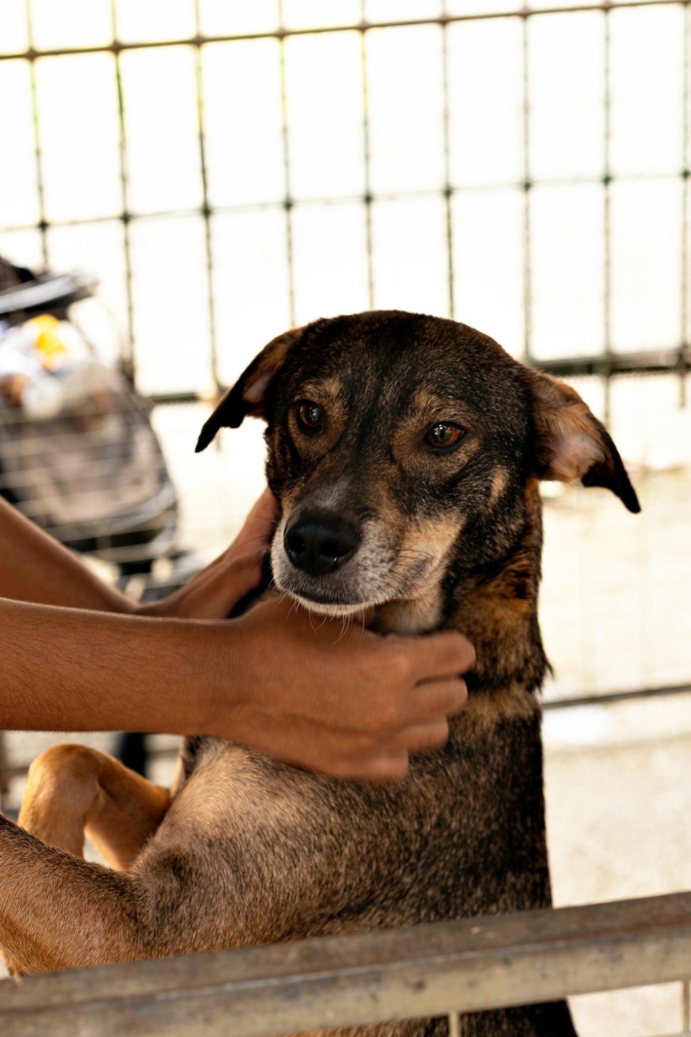 A volunteer sharing a warm moment with a rescue dog