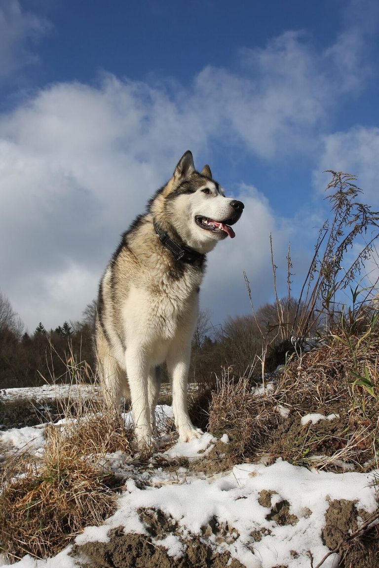 Alaskan Malamute Dog Breed Guide