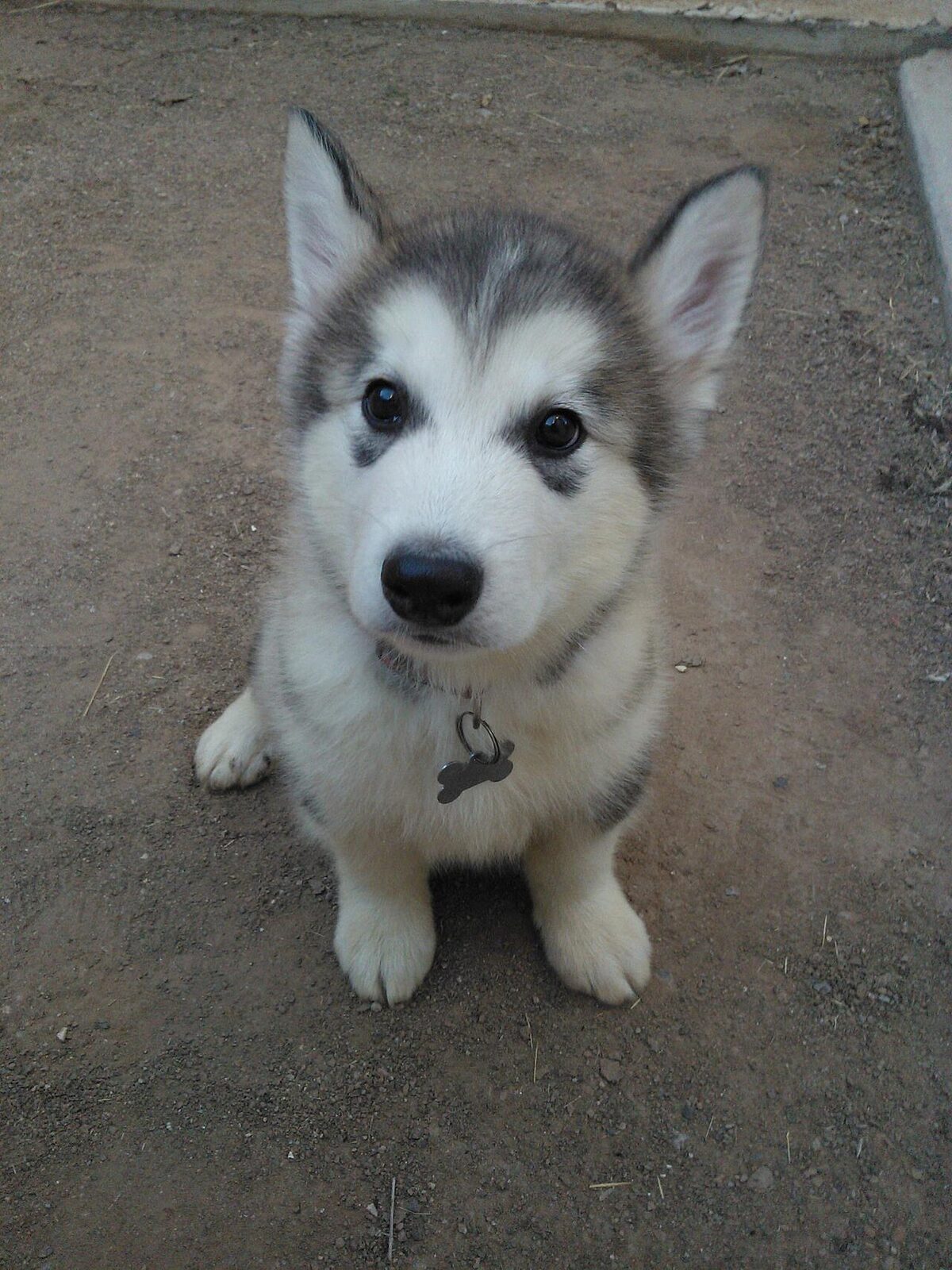 Alaskan Malamute puppy sitting and looking up at the camera