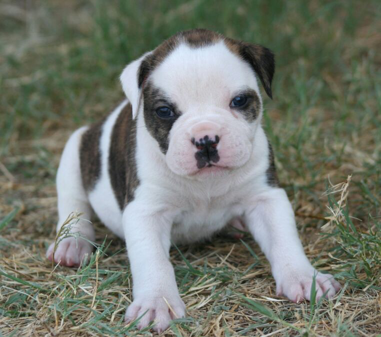Bulldog (American) Dog Breed Guide