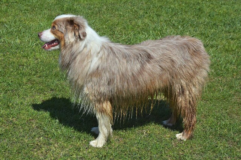 Australian Shepherd Dog Breed Guide