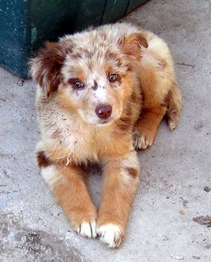 Red merle Australian Shepherd puppy lying on grass