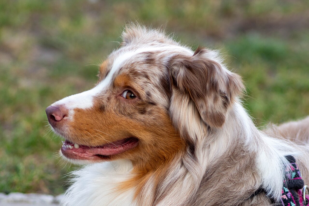 Red merle Australian Shepherd in profile outdoors