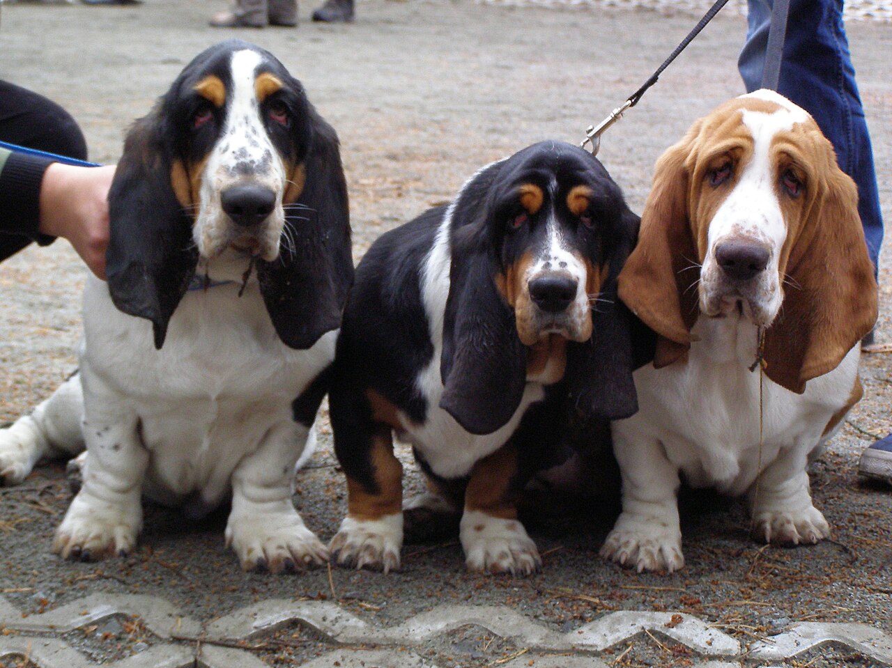 Three Basset Hounds sitting together on a patterned pavement