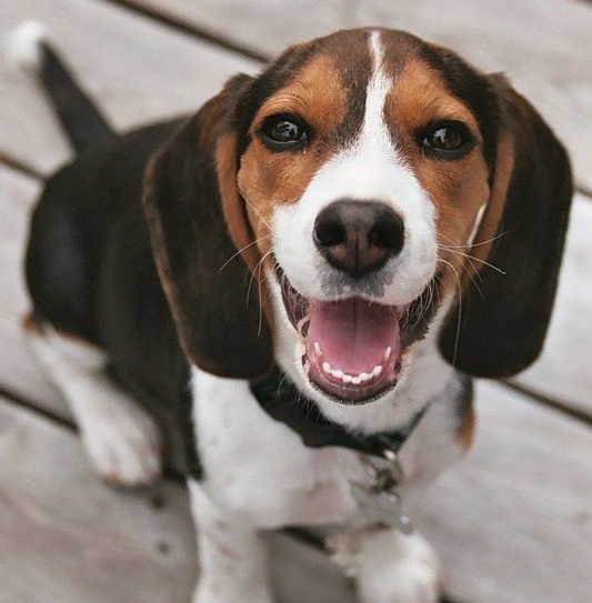 Happy tricolor Beagle looking up with an open, smiling mouth