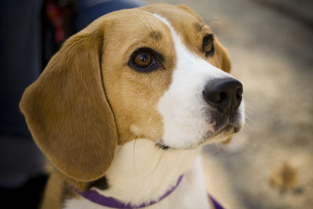 Beagle portrait in warm light, looking attentively to the side