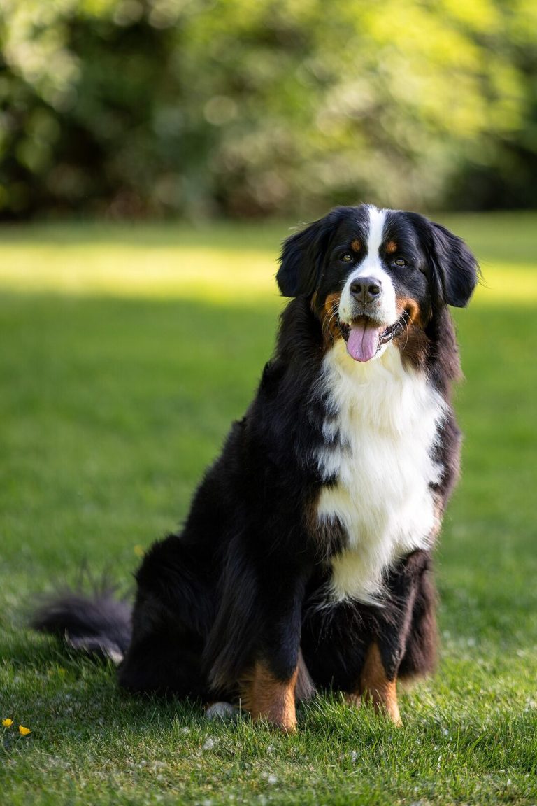 Bernese Mountain Dog Dog Breed Guide