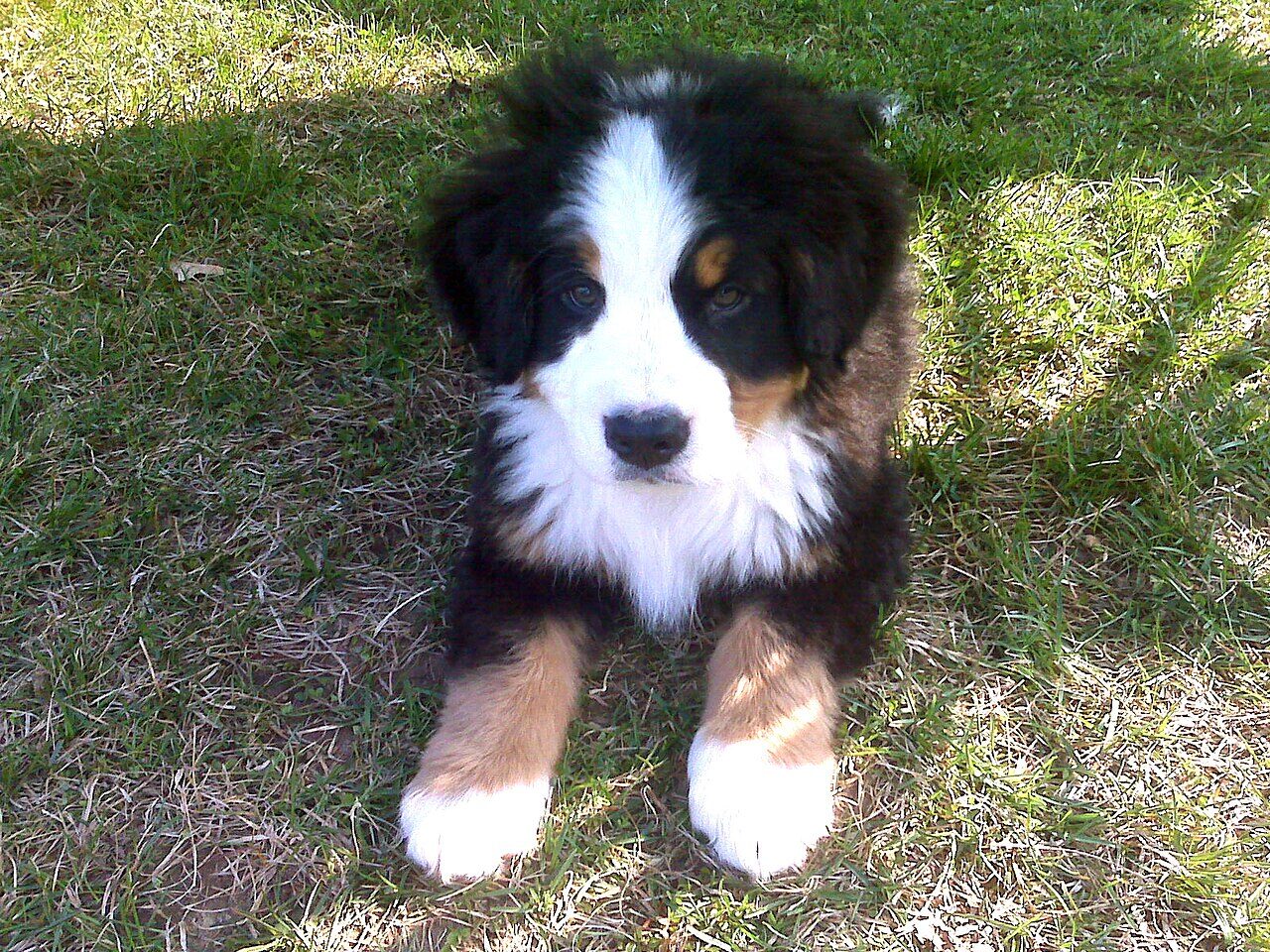 Bernese Mountain Dog puppy lying on grass