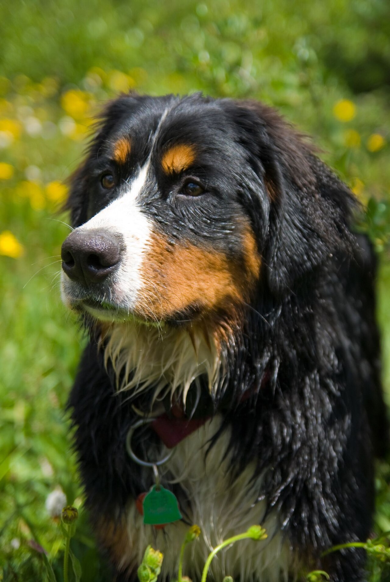 Adult Bernese Mountain Dog standing among wildflowers