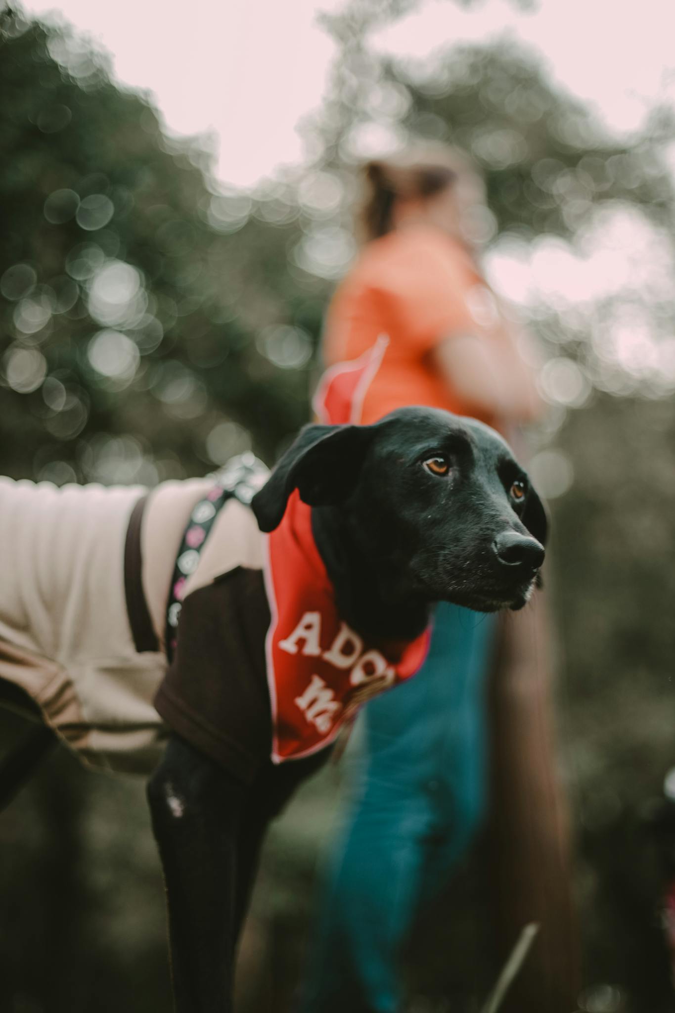 A black dog wearing an adoptable vest outdoors at a shelter event