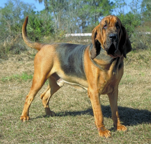 Bloodhound Dog Breed Guide