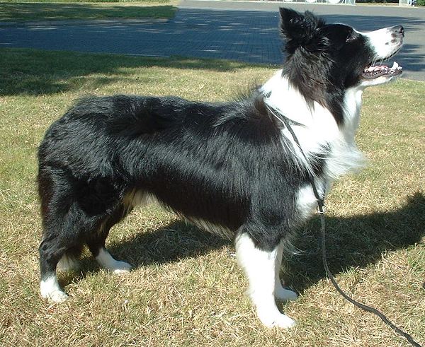 Border Collie Dog Breed Guide