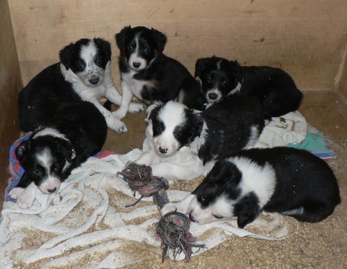 Border Collie puppies lying together on a blanket