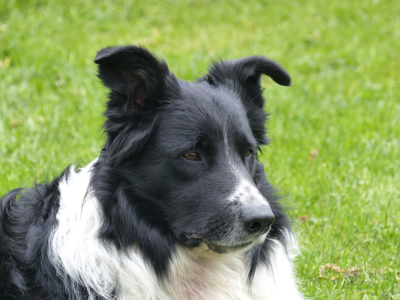Black and white Border Collie standing alert on grass