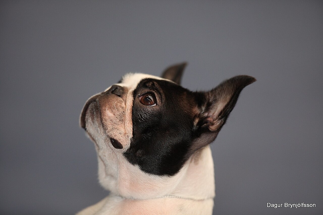 Boston Terrier in profile against a gray background