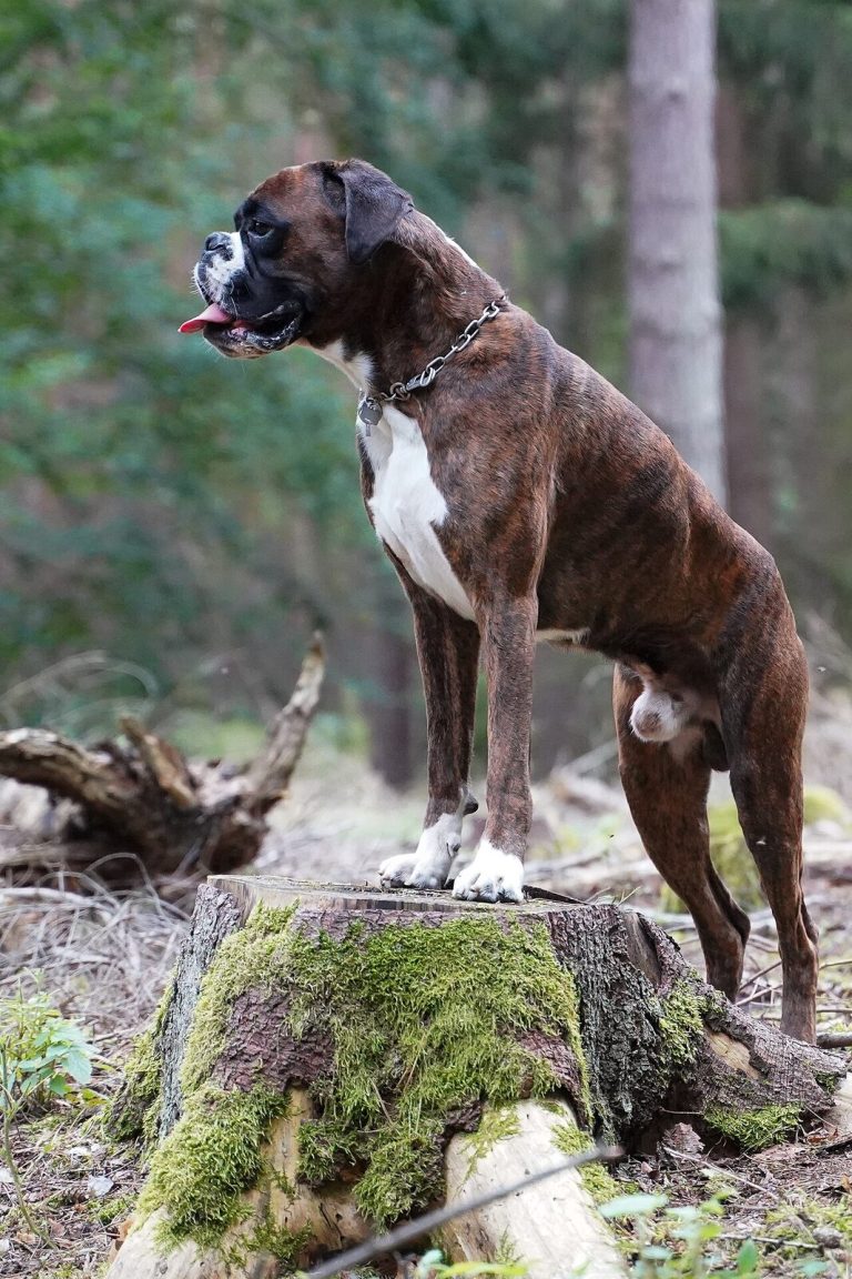 Boxer