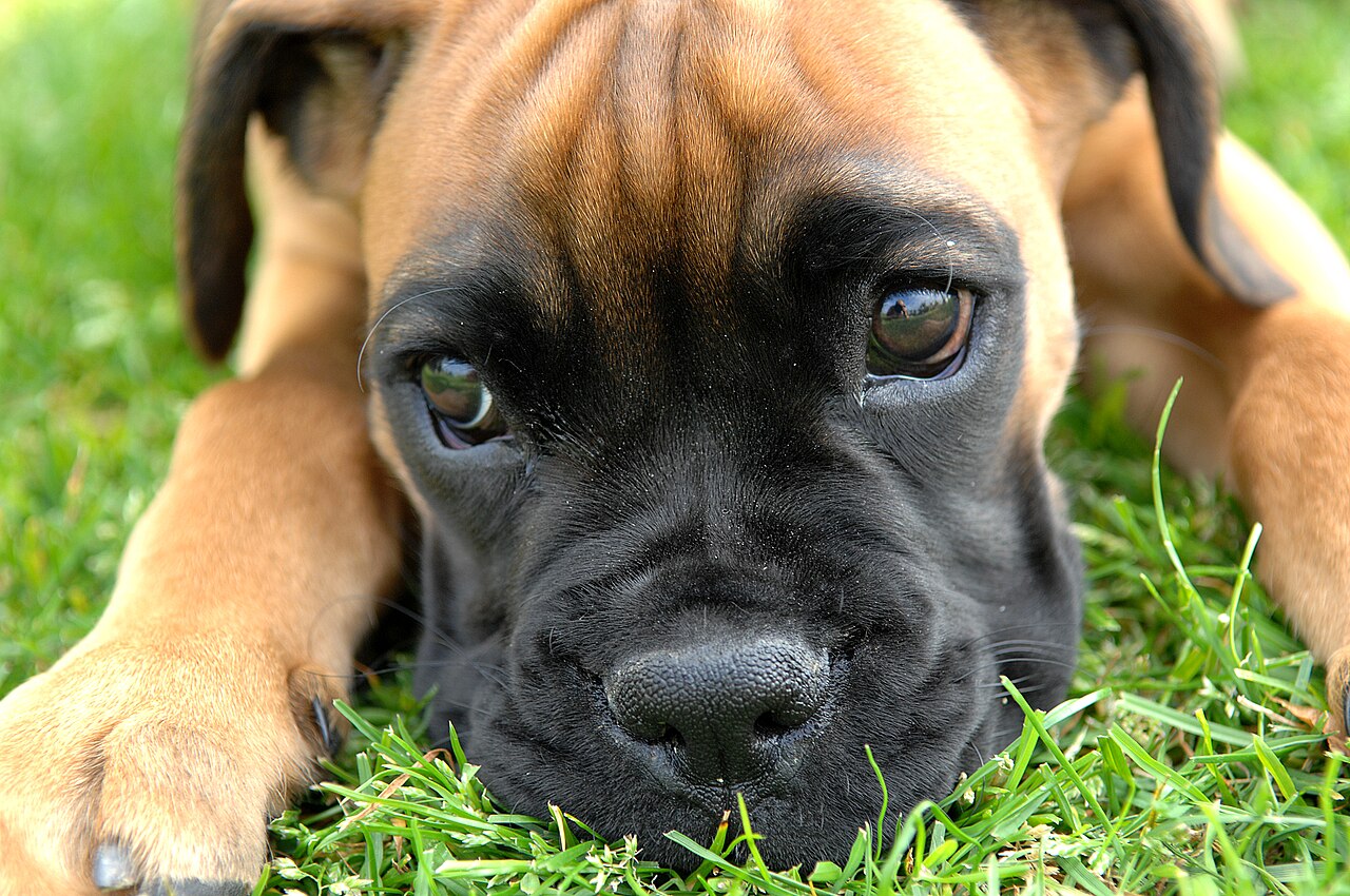 Boxer puppy resting its chin on the grass