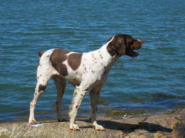 Brittany Dog Breed Guide