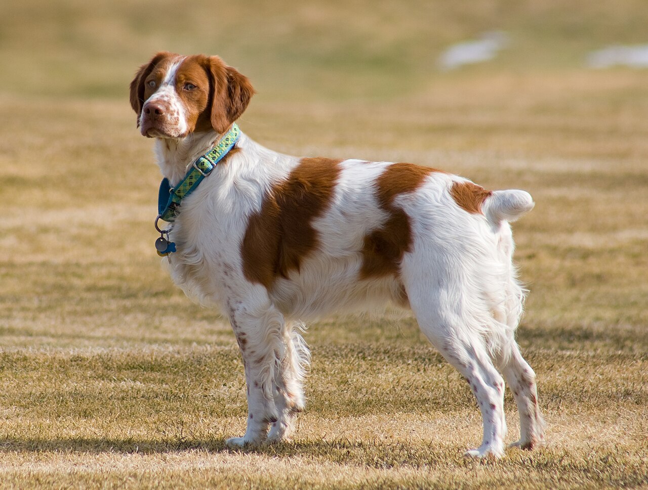 Orange and white Brittany standing alert in a field