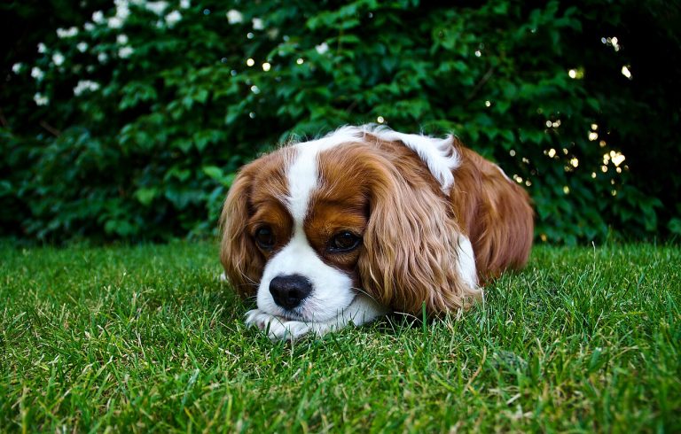 Cavalier King Charles Spaniel Dog Breed Guide