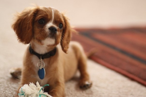Ruby Cavalier King Charles Spaniel puppy sitting indoors