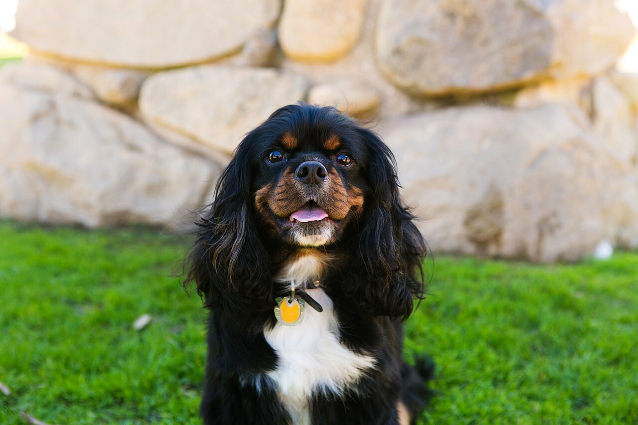 Tricolor Cavalier King Charles Spaniel standing on grass