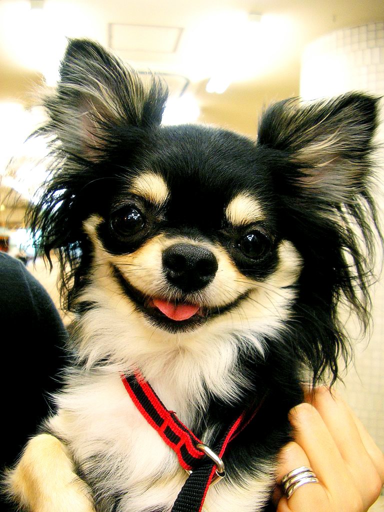 Black and white long-coat Chihuahua in a harness smiling