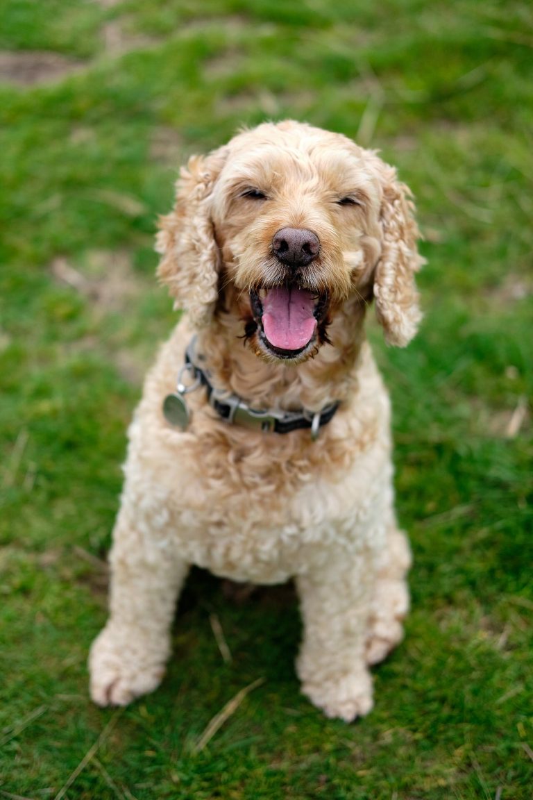 Cockapoo