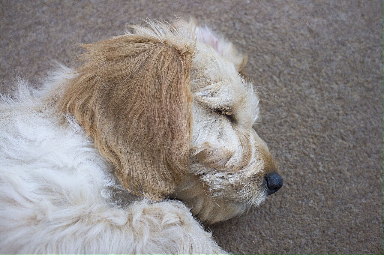 Cream Cockapoo resting its head on a carpet