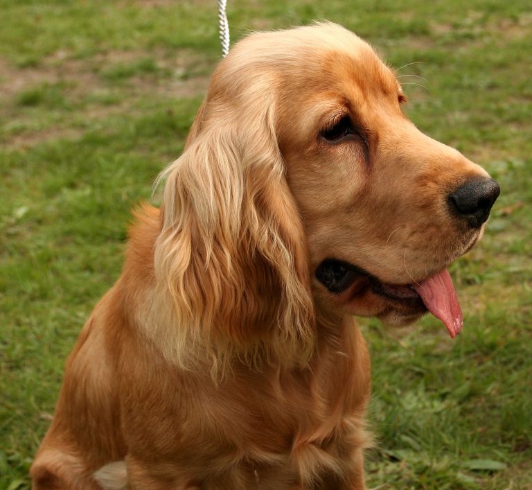 Cocker Spaniel Dog Breed Guide