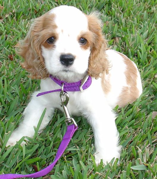 Buff Cocker Spaniel puppy sitting on grass