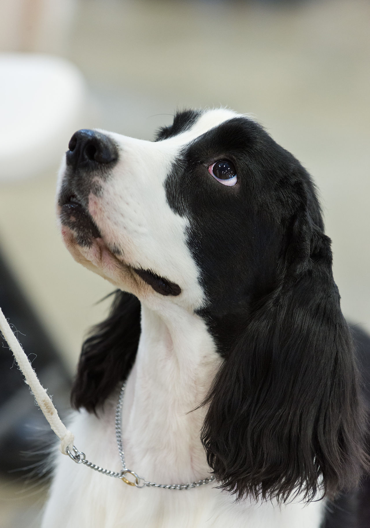 Black and white Cocker Spaniel looking upward in profile