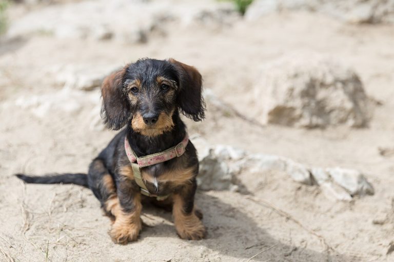 Dachshund