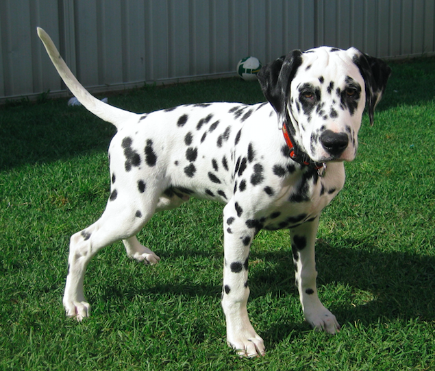 Dalmatian puppy standing on grass