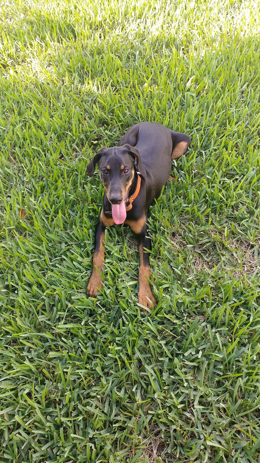 Doberman puppy lying on grass