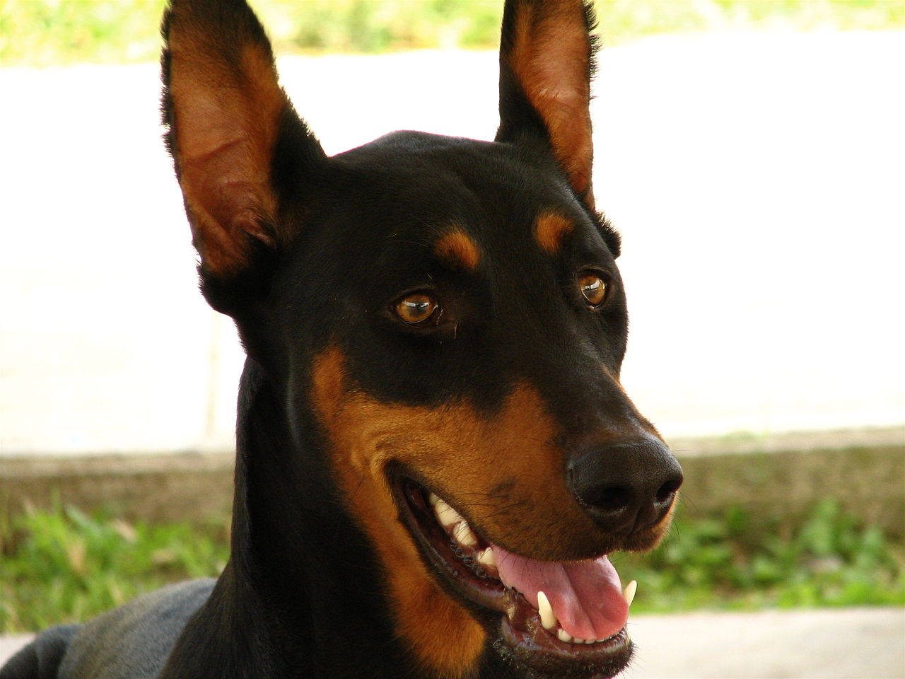 Adult Doberman Pinscher with alert cropped ears outdoors
