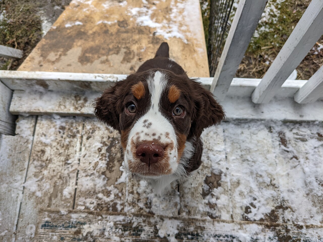 Liver and white English Springer Spaniel sitting on stone steps