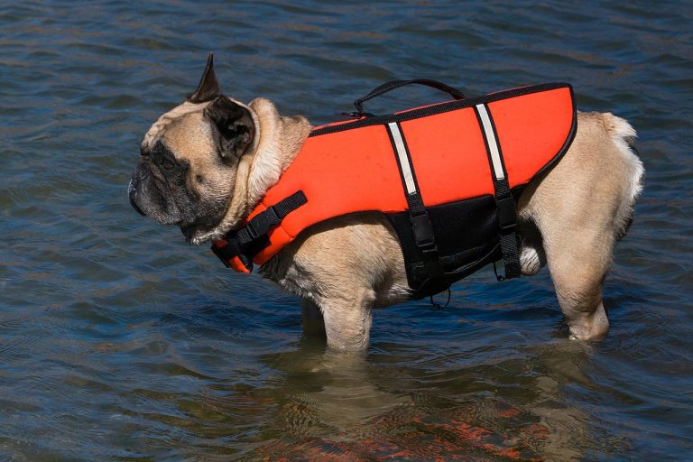 French Bulldog dog