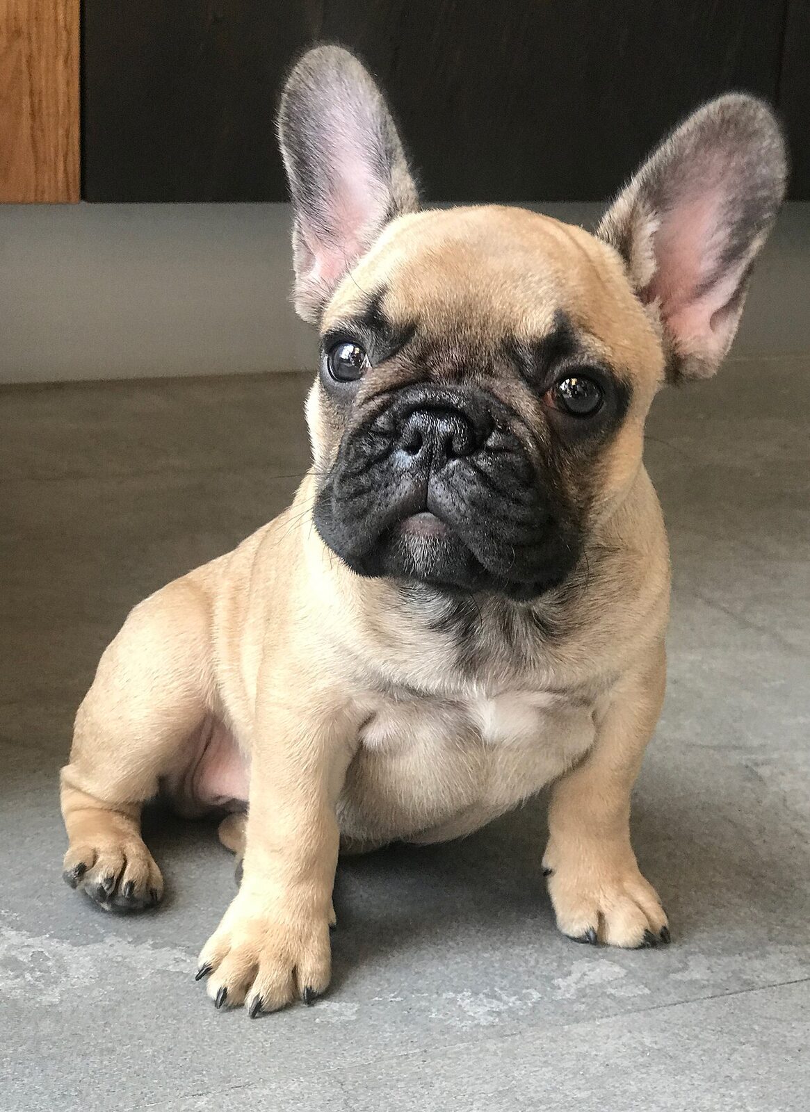 Fawn French Bulldog puppy sitting on a tiled floor with its head tilted