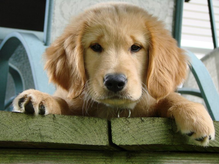 Golden Retriever temperament and personality