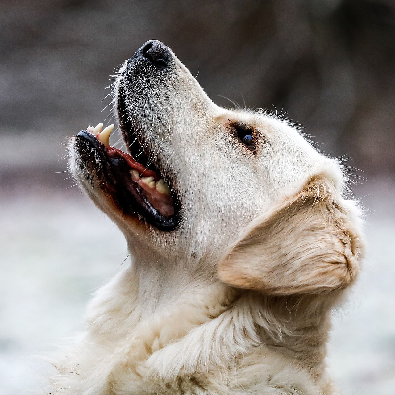 Cream-colored Golden Retriever looking upward attentively