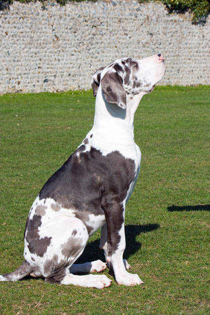 Great Dane temperament and personality