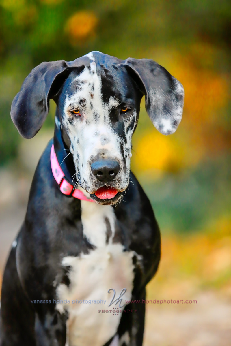 Great Dane puppy standing outdoors wearing a pink collar