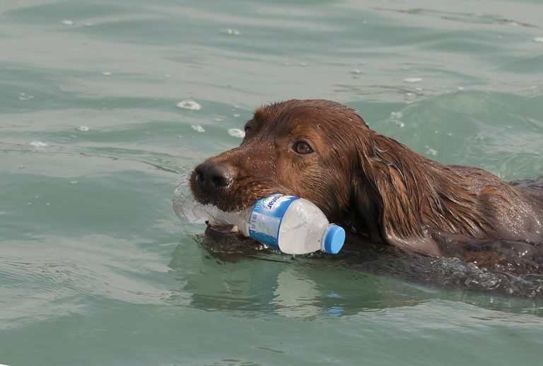 Irish Setter Dog Breed Guide
