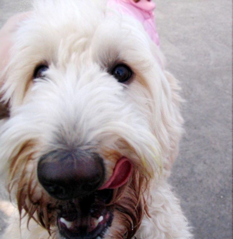 Labradoodle Dog Breed Guide