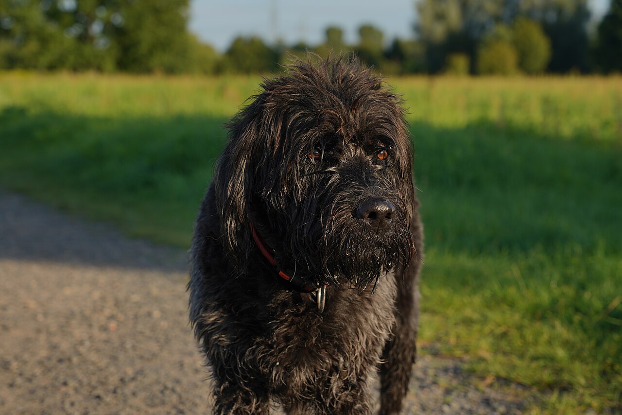 Black Labradoodle standing outdoors on a path