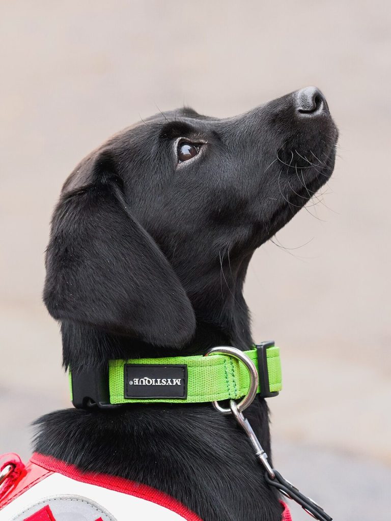 Labrador Retriever dog