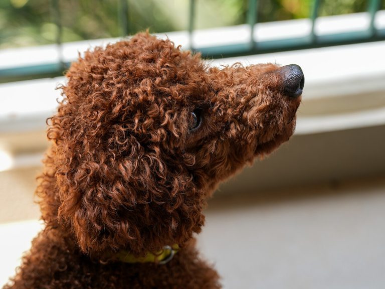 Poodle (Miniature)