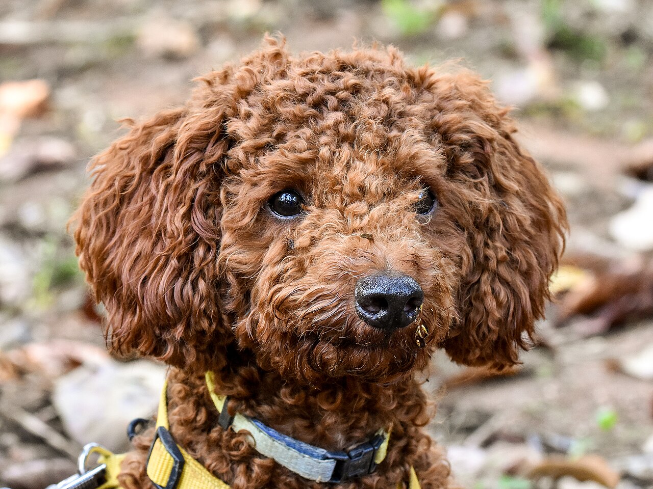 Red Miniature Poodle looking at the camera outdoors