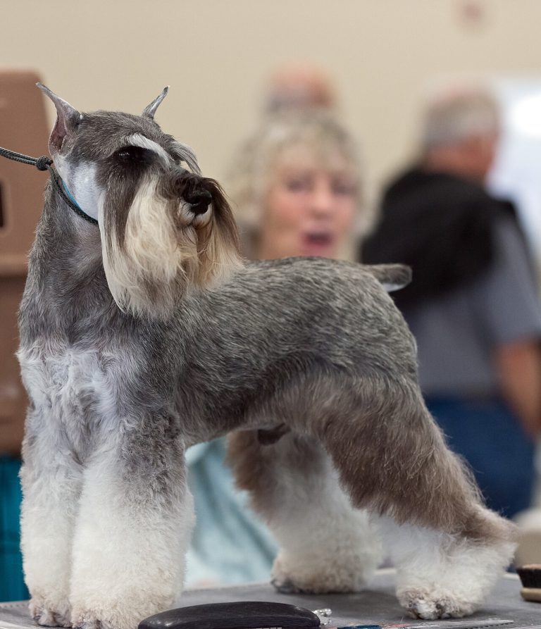 Miniature Schnauzer Dog Breed Guide